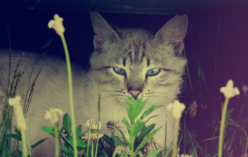 cats2_0589.jpg