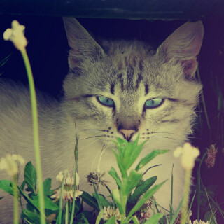cats2_0589