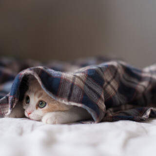cats2_0594