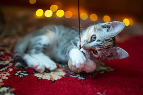 cats2_0595.jpg