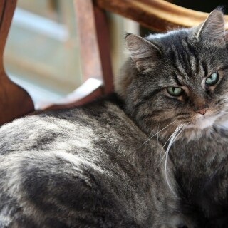 cats2_0596