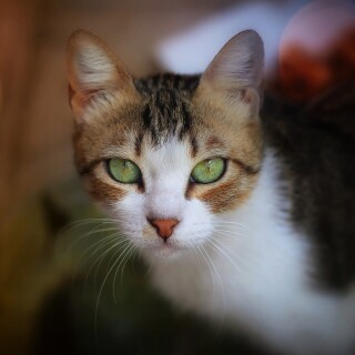 cats2_0597