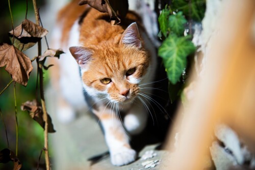 cats2_0600.jpg