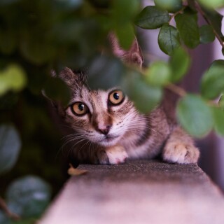 cats2_0602