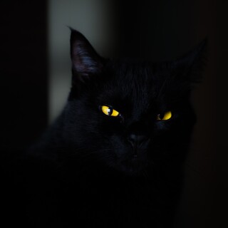 cats2_0605