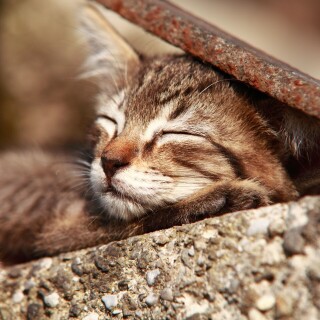 cats2_0617