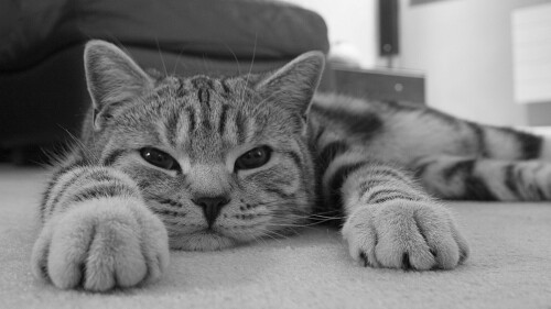 cats2_0622.jpg