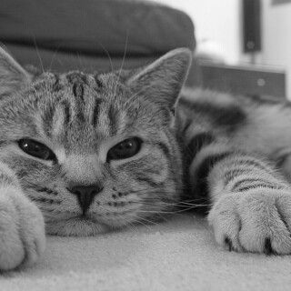 cats2_0622