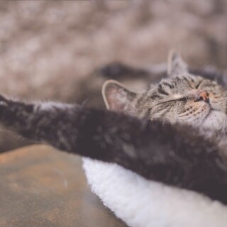 cats2_0624