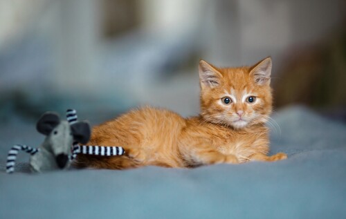 cats2_0630.jpg