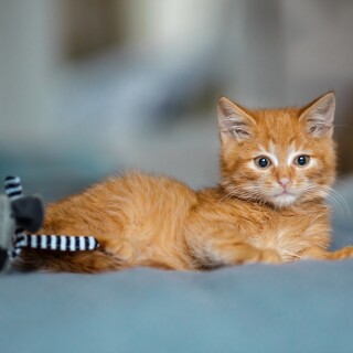 cats2_0630