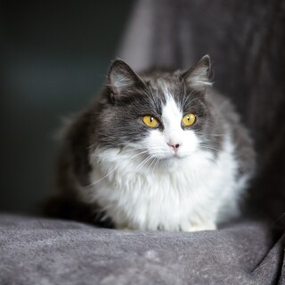 cats2_0631