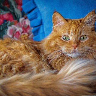 cats2_0633