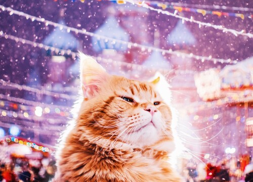 cats2_0635.jpg
