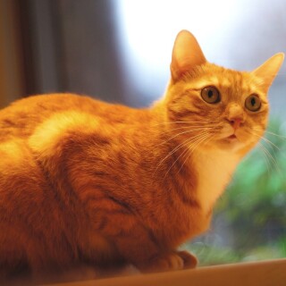cats2_0639
