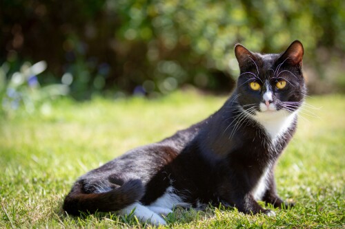 cats2_0641.jpg