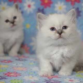 cats2_0657