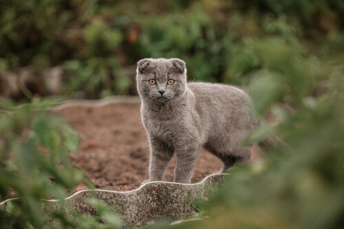 cats2_0662.jpg
