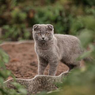 cats2_0662