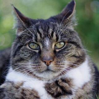 cats2_0667