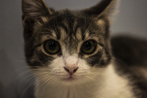 cats2_0669.jpg