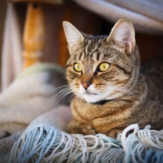 cats2_0673
