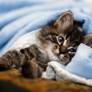 cats2_0675