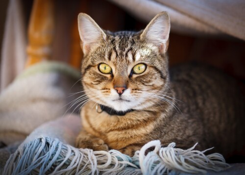 cats2_0676.jpg