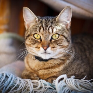 cats2_0676