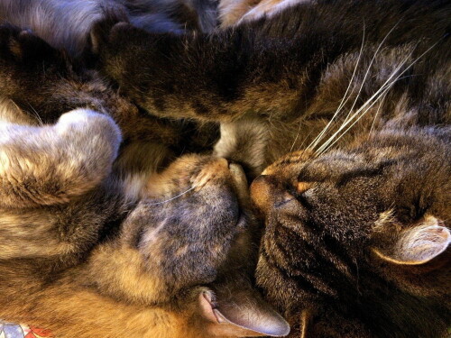 cats2_0677.jpg
