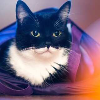 cats2_0688