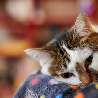 cats2_0690