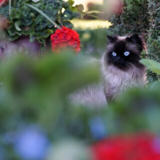 cats2_0695