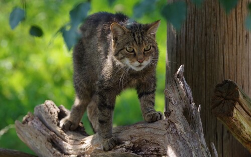 cats2_0712.jpg