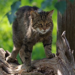 cats2_0712