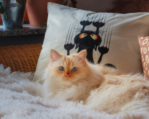 cats2_0725.jpg