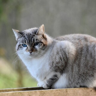 cats2_0726