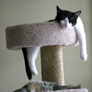 cats2_0729