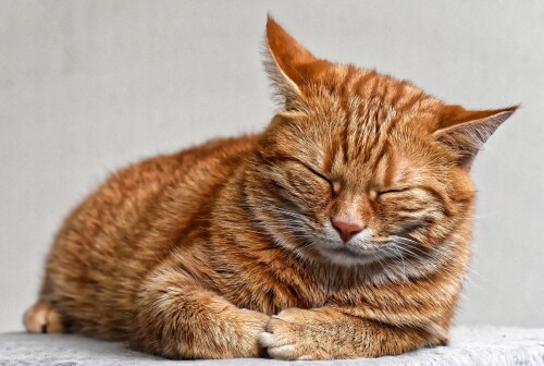 cats2_0735.jpg