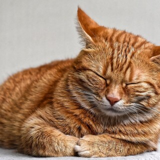 cats2_0735