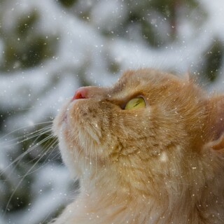 cats2_0737