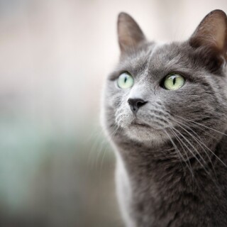 cats2_0743