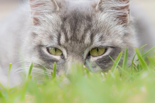 cats2_0749.jpg