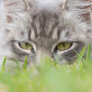 cats2_0749