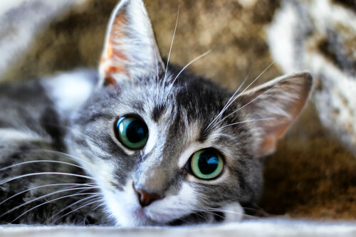 cats2_0751.jpg