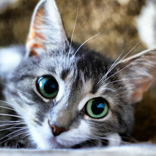cats2_0751