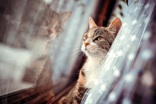 cats2_0752.jpg