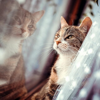 cats2_0752