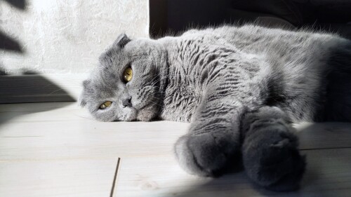 cats2_0754.jpg