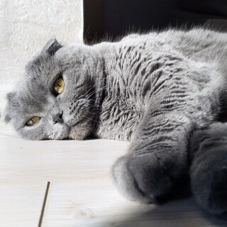 cats2_0754